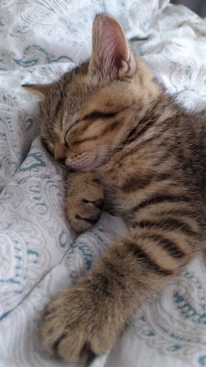 Наверное рыбы снятся