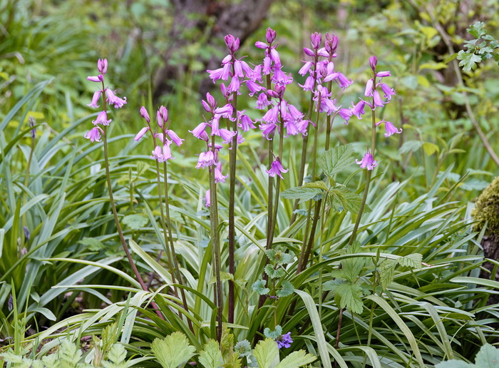 Лесной гиацинт