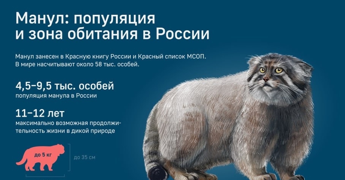 Манул реферат. Логотип московского зоопарка манул.