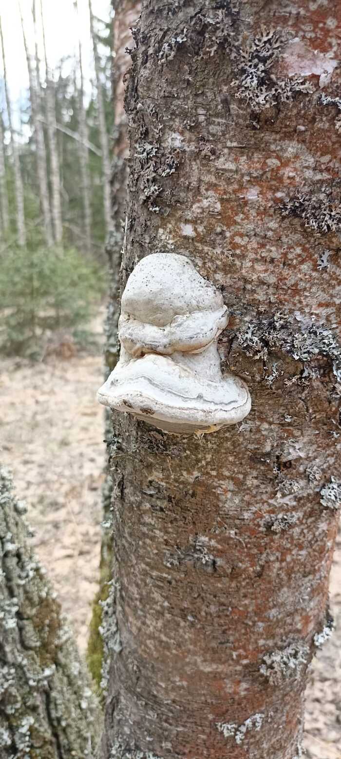 ����-���������