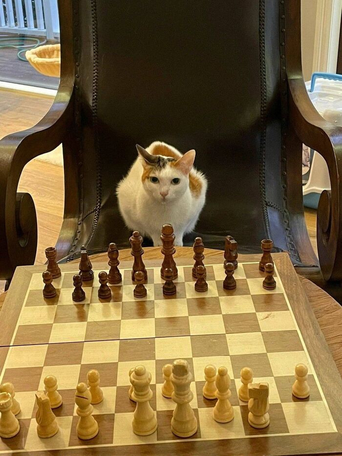 Белые начинают и проигрывают