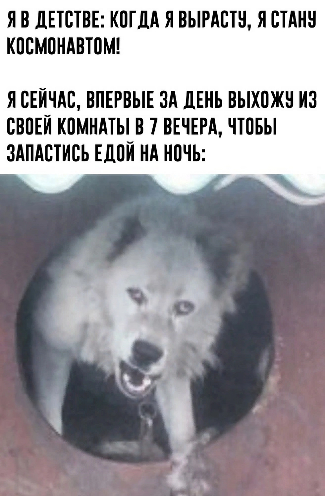 Гав | Пикабу