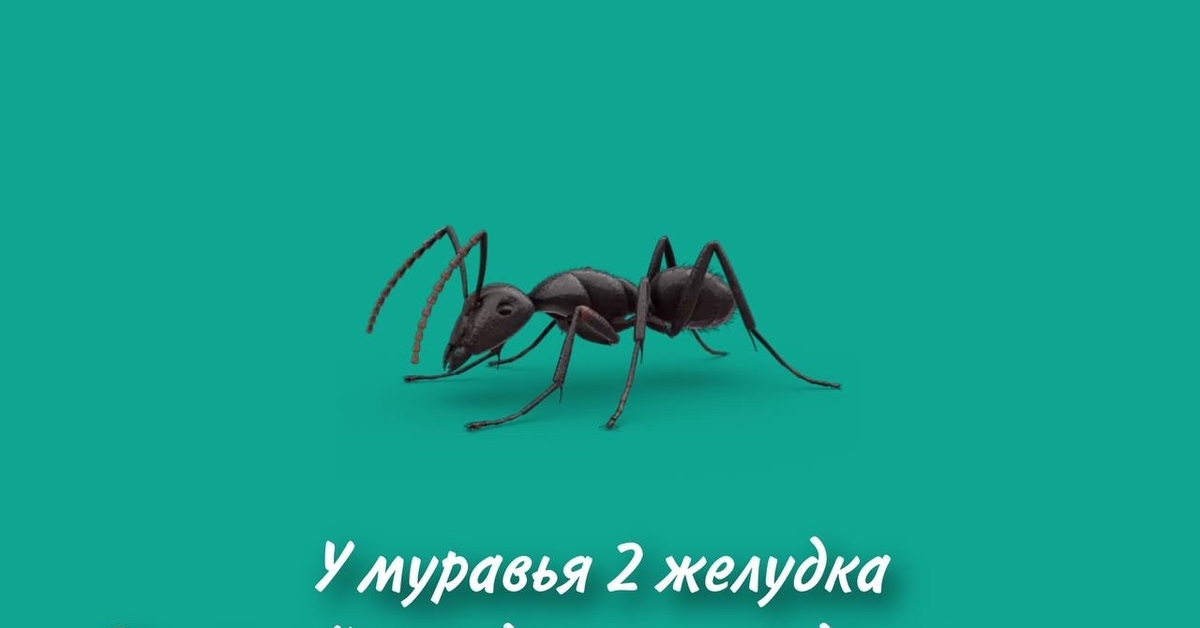 Факт про муравьев | Пикабу