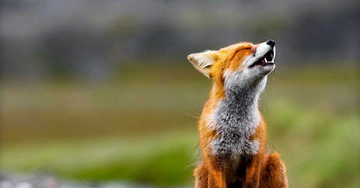 Fox sing. Лиса. Лисенок. Фото лисы. Грустный Лисенок.