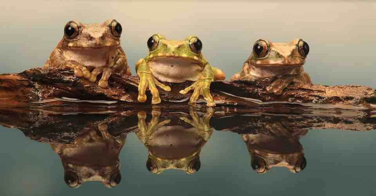 Слушать лягушка три. Много жаб. Много лягушек. Стая лягушек. Две Жабы в воде.