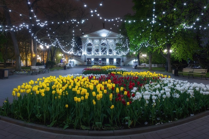 Тюльпаны у театра им. А.В. Луначарского. Севастополь. Крым