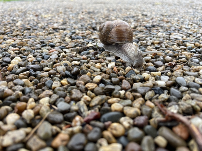 Предмайская улитка