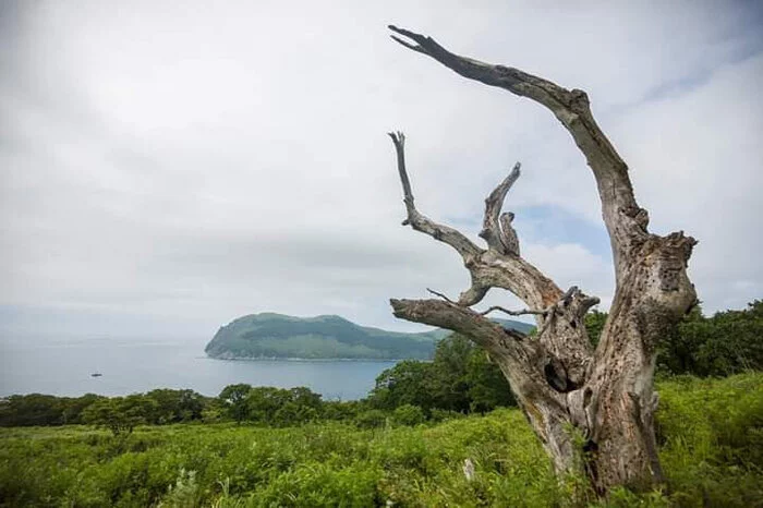 Таинственный остров Приморский край, Остров, Маяк, Фототур, Пятнистые олени, Скалы, Длиннопост, Фотография, Залив Петра Великого Таинственный остров Приморский край, Остров, Маяк, Фототур, Пятнистые олени, Скалы, Длиннопост, Фотография, Залив Петра Великого