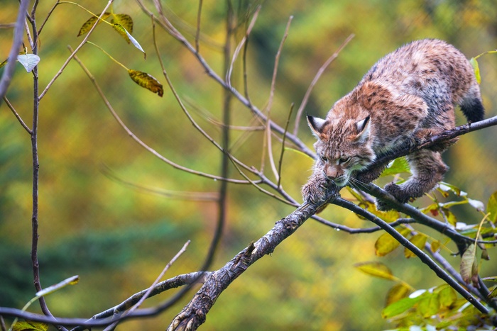 Только бы не навернуться. То-то смеха будет. На весь лес!
