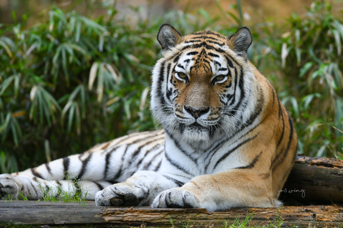 Тяжёлый взгляд