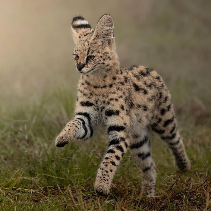 Очень спешу, потом сфотографируете