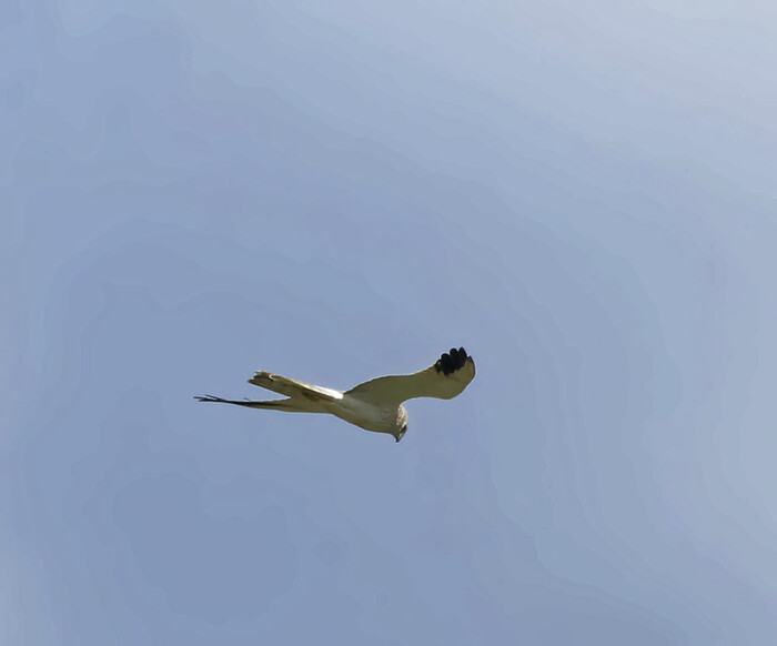 ������� ����