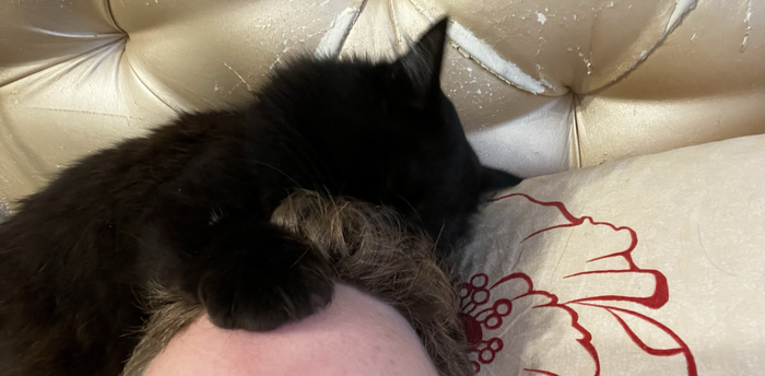 Ответ Nikit.ok в «Любимец»