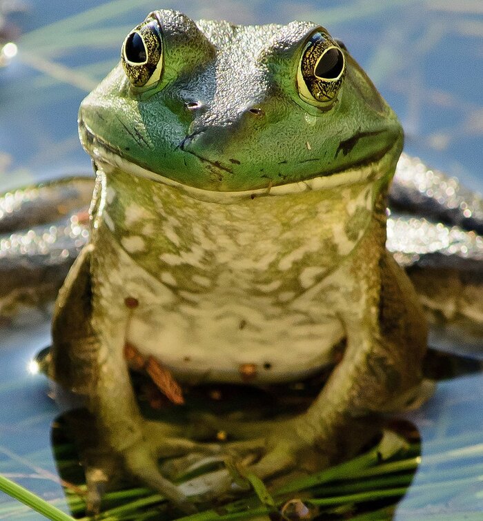 , ,  ? 0_ , It Is Wednesday My Dudes, 