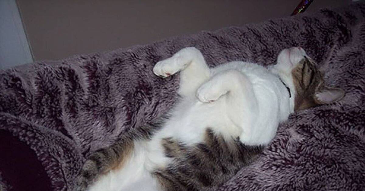 Почему коты постоянно спят. Коты спят на спине.