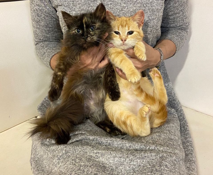 Продолжение поста «Новые спасённые котята. Скорее всего, с тех же мест, что и Картошка. Две девчонки» Кот, Спасение животных, Дача, Котята, Видео, Вертикальное видео, Длиннопост, Ответ на пост