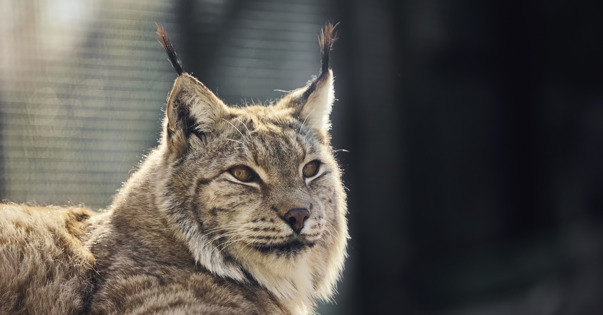 Рысь в москве. Рысь фото. Lynx Canon. Московские коты. Как зовут рысей в Московском зоопарке.