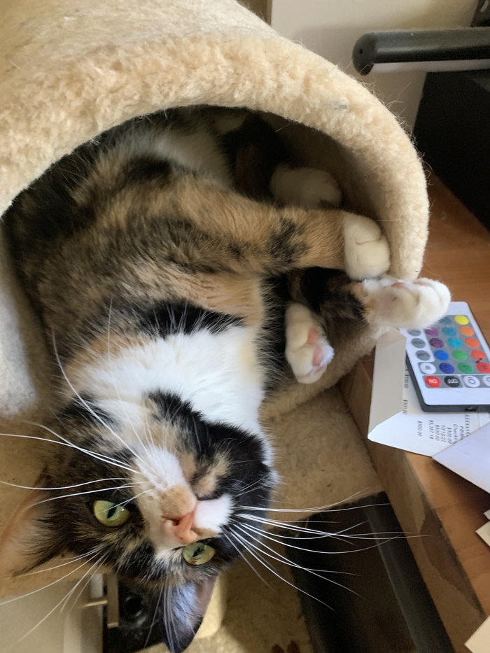 Сегодня узнал что окрас моей кошки называется шпротным