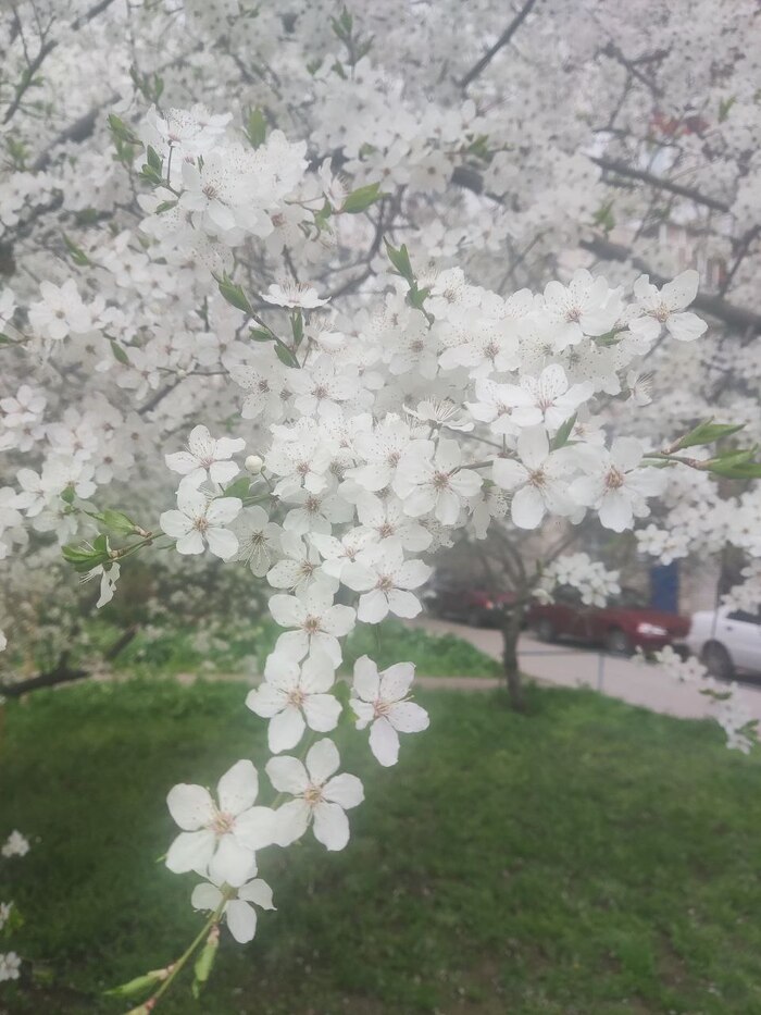 Ответ на пост «Красота»