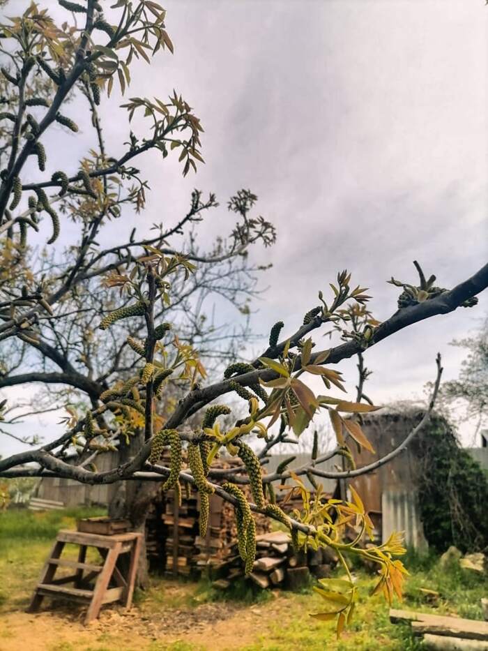 "Цветение" грецкого ореха