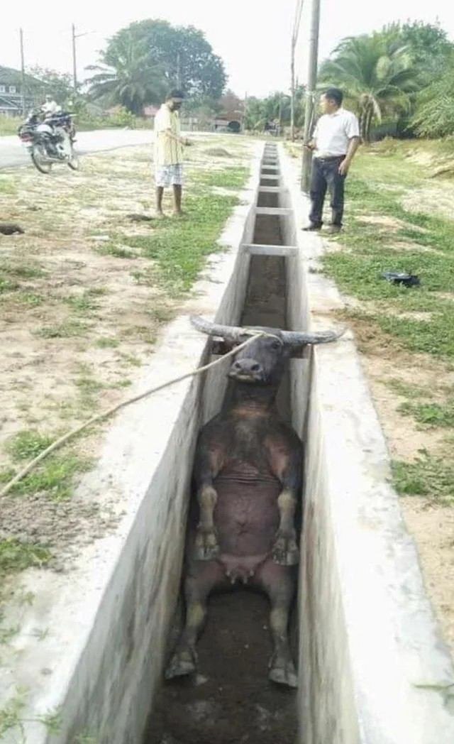 �������� ���������