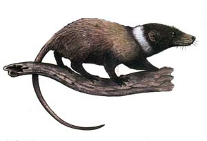 ������������� ���������