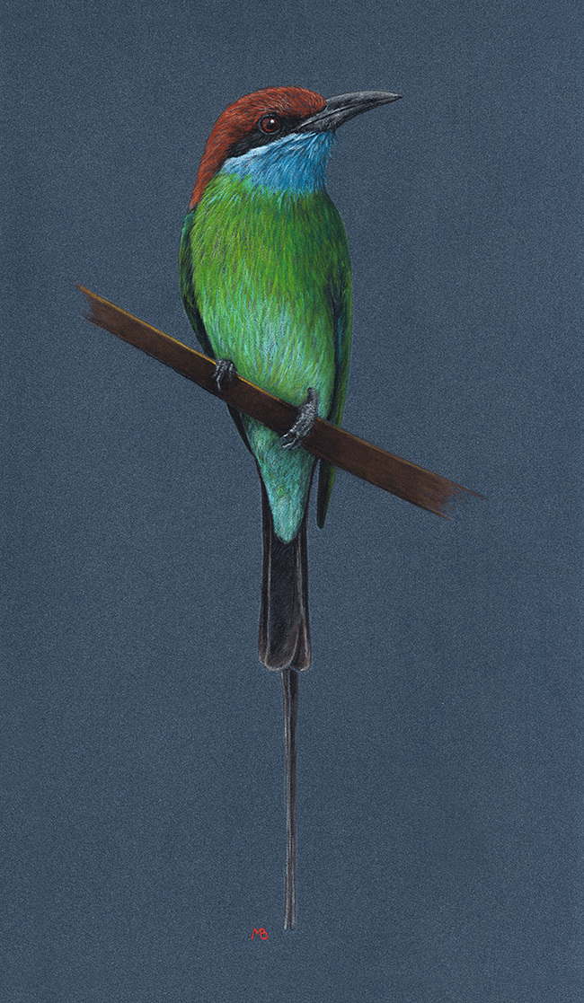 Малайская щурка