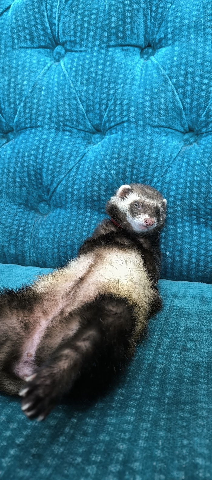 ���������� �������� �������)