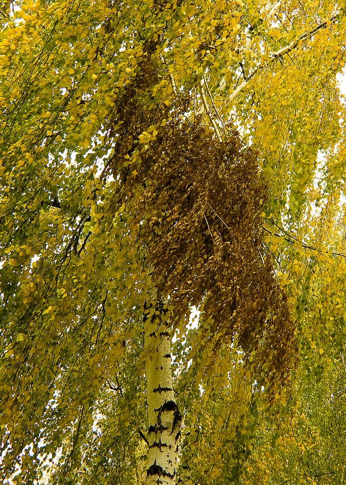 Самое время вспомнить про осень | Пикабу