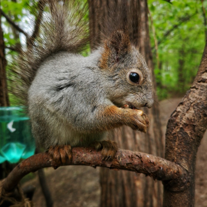 Старая белочка