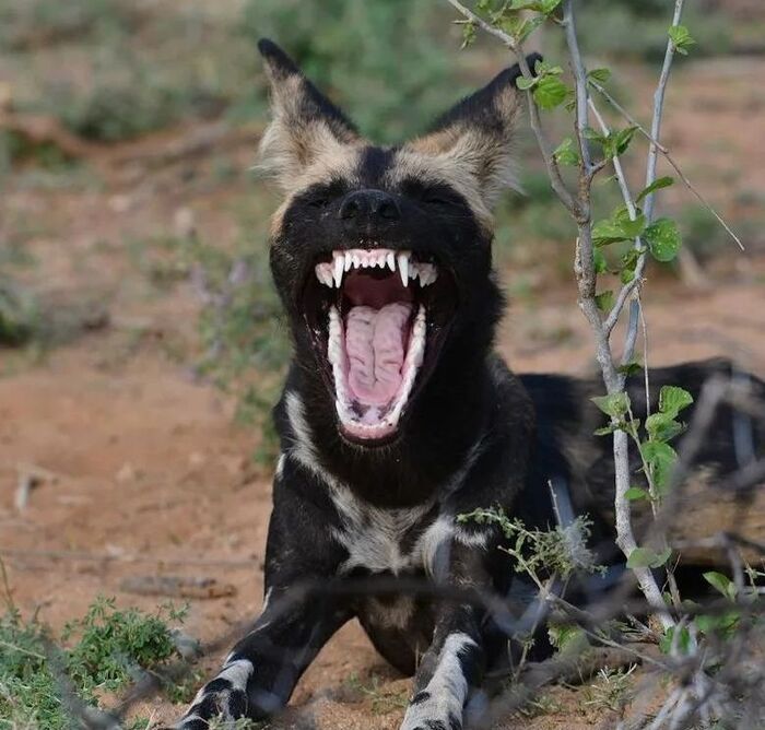 Идеальные зубы Гиеновидная собака, Псовые, Хищные животные, Дикие животные, Дикая природа, Африка, Фотография, Зевота, Пасть, Зубы