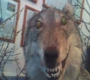Чучела волка купить в мастерской Трофеи России