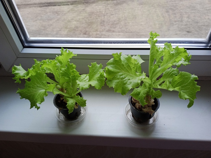 Мир, труд, май