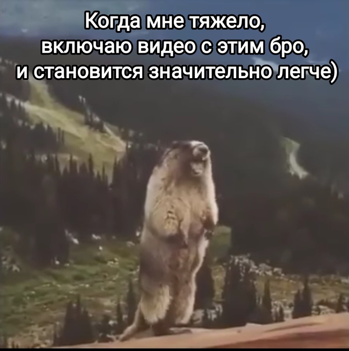 Сурок-антидепрессант