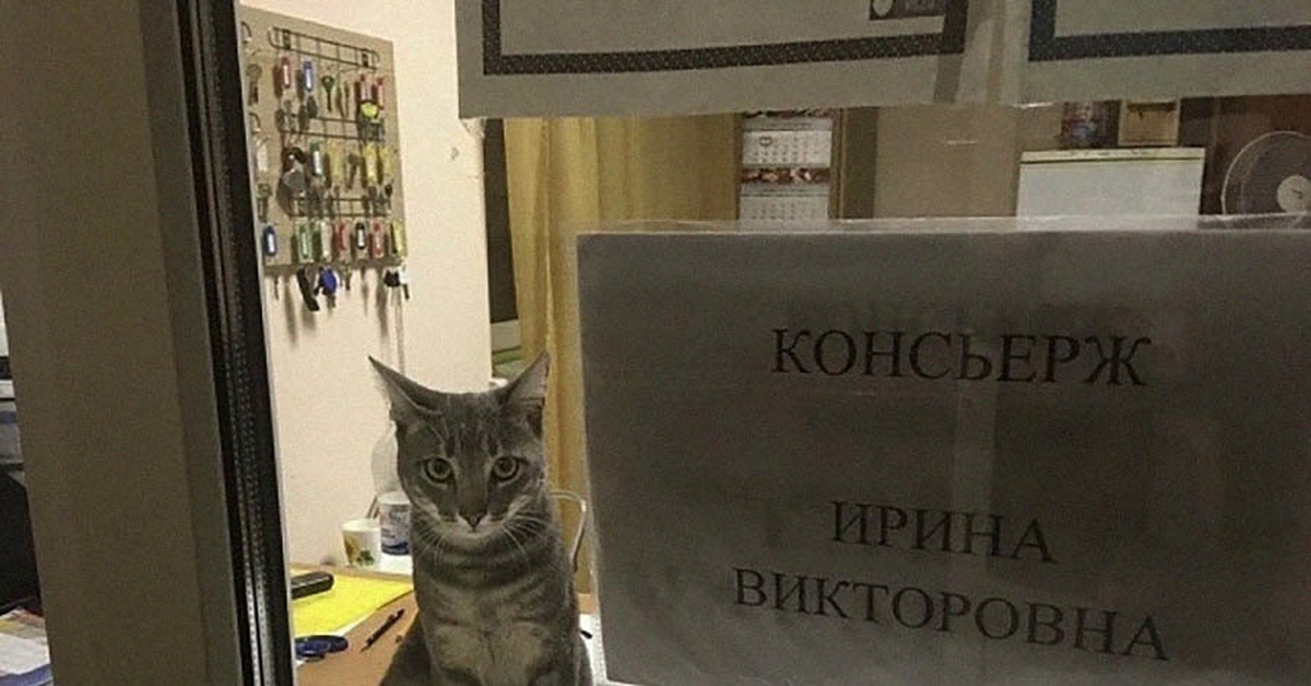 Кот стажер картинка