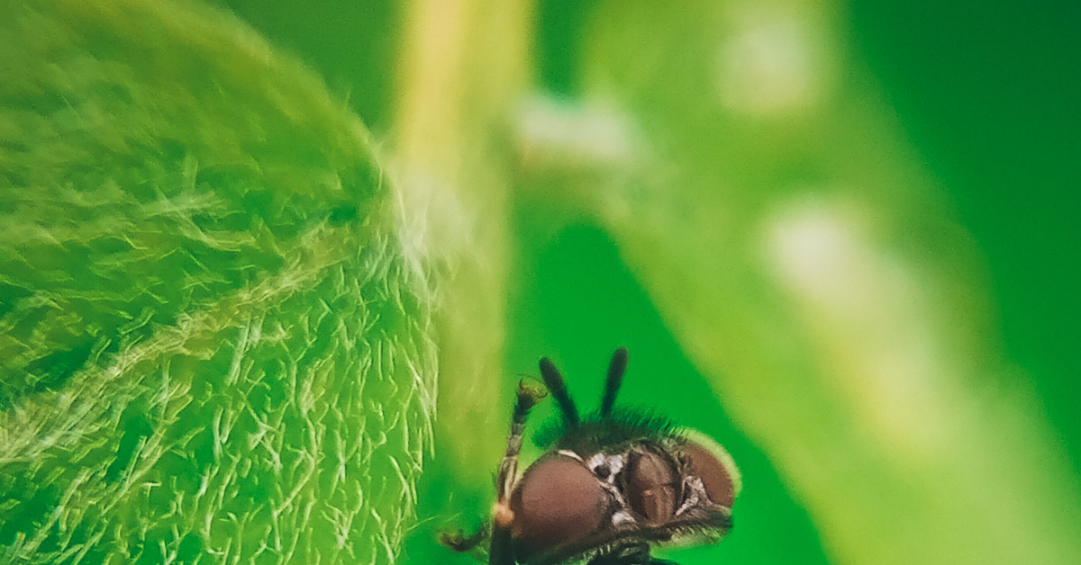 Маленький мух | Пикабу