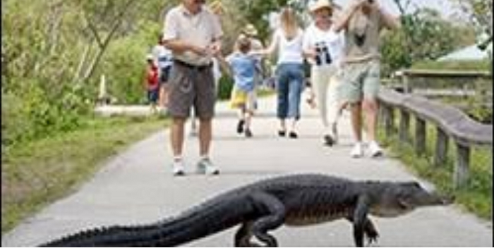 Alligator pulled from Florida family's swimming pool The New Yorker, , The Far Side,   (), Lyra Heartstrings, Fluttershy, Litterbox Comics, Derpy Hooves, Rarity, Queen Chrysalis, Spike, Starlight Glimmer, Twilight Sparkle