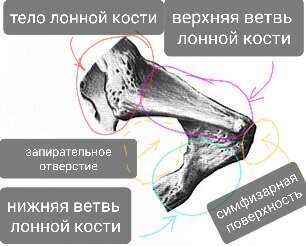 Тазовая кость Изображения – скачать бесплатно на Freepik