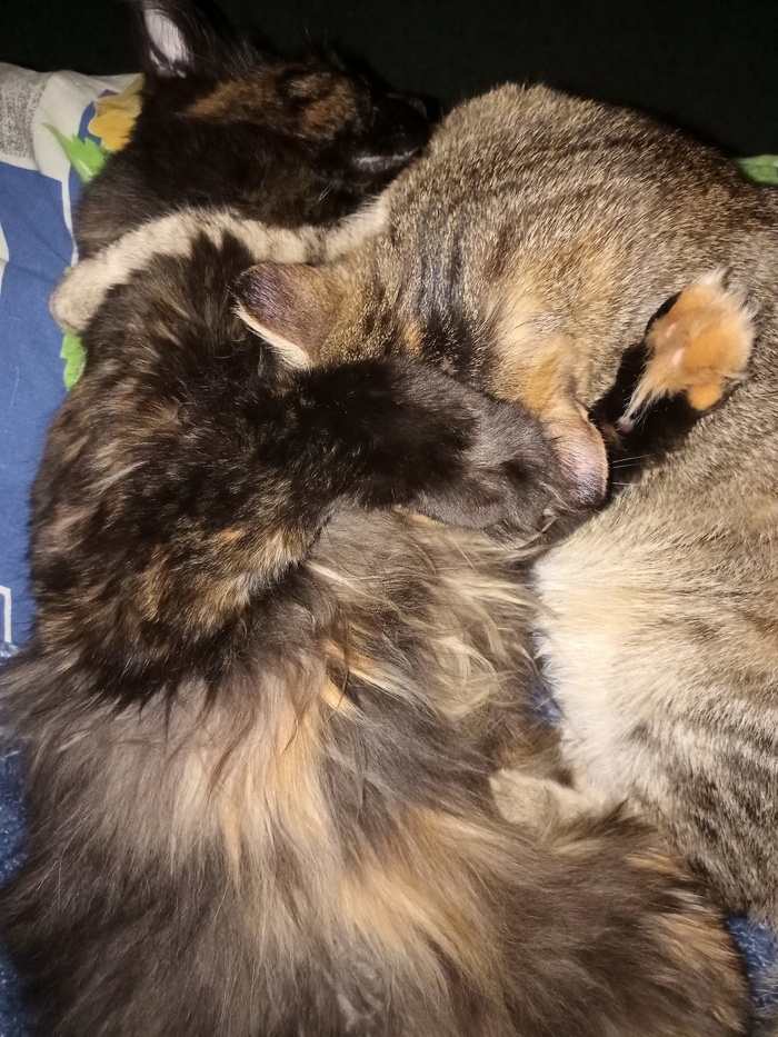 ������� ����