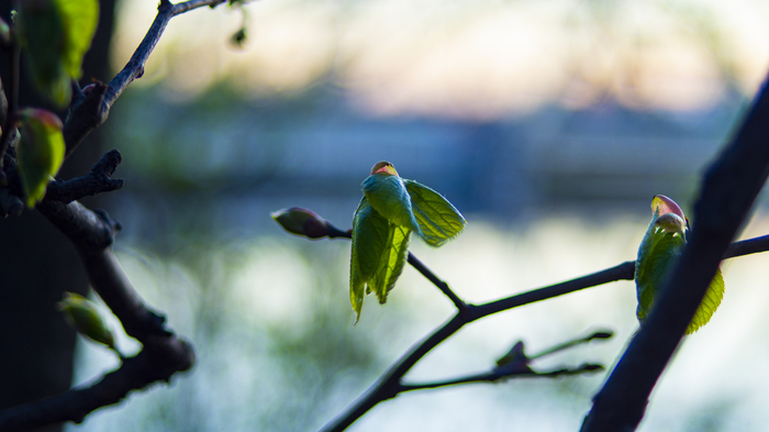 Весна. "Птичка" из почки. Снято на любимую minolta beercan