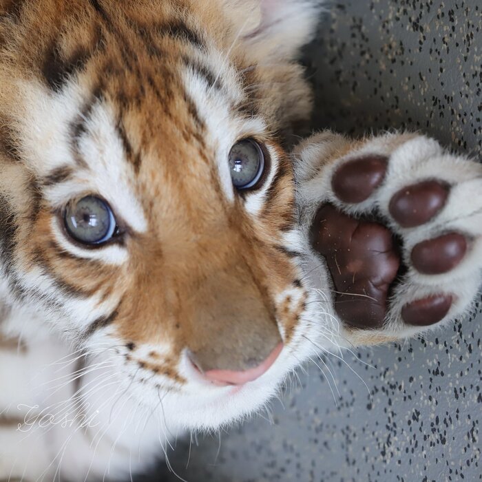 Шоколадная лапка :3