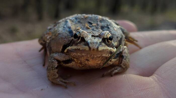 Тем временем в сообществе с жабами уже 1600 чуваков