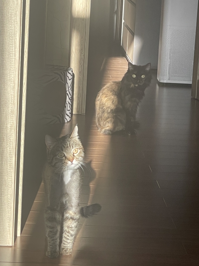 ��� �������