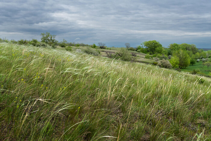 Ковыльное время