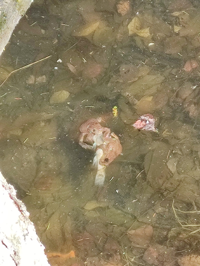  ,   ) , , , It Is Wednesday My Dudes