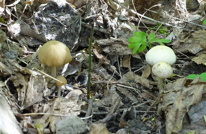 Грибные переговоры