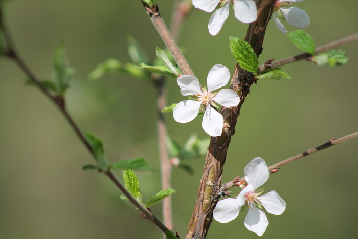  Canon 1100d, , , 