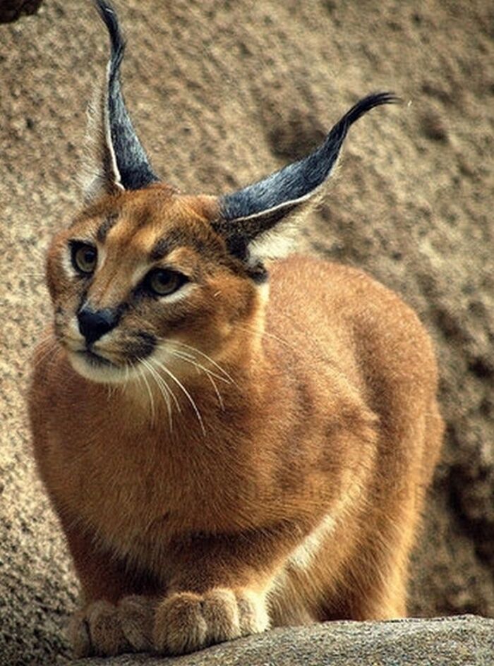 Ах какие ушки!