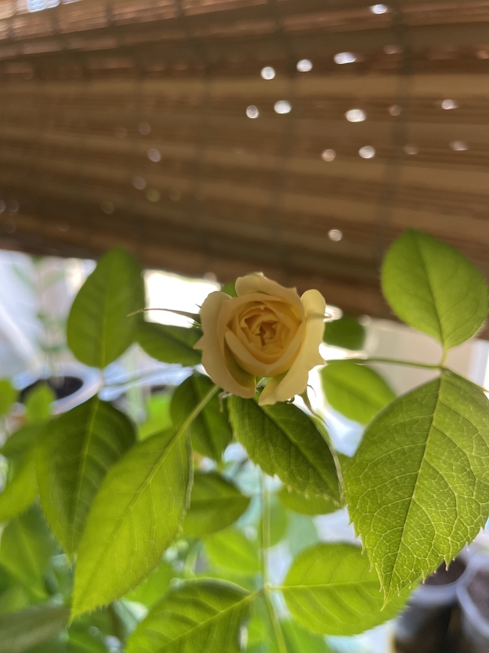 Моя радость