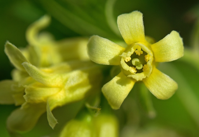 Черная смородина